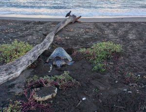 Ostional Turtle Lodge