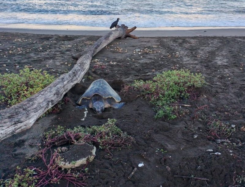 Ostional Turtle Lodge